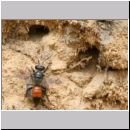 Astata boops - Wanzengrabwespe 17a 11mm beim Nesteintrag am Steilhang mit Wanze.jpg